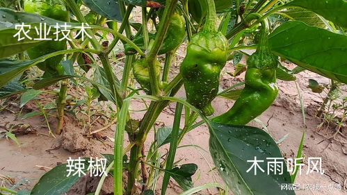 揭秘线辣椒种植奥秘：如何提高产量与品质？