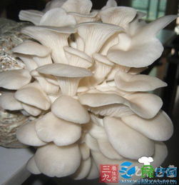 揭秘平菇种植新篇章：平菇种植技术培训机构引领产业升级