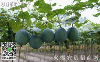 瓜蒌种植攻略：揭秘高效益的农业新模式
