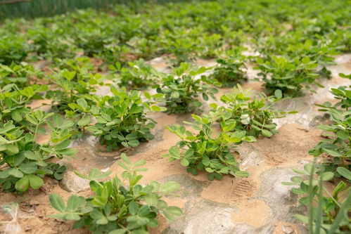 《花生种植：揭秘高利润背后的种植技术奥秘》