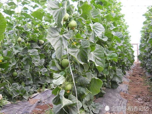 《绿宝瓜种植新篇章：揭秘高效种植技术之道》