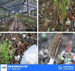 广西羊肚菌种植技术：揭秘产业新贵背后的秘密