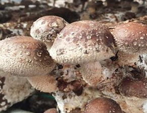 《自然之宝平菇养成记：揭秘平菇种植技术新篇章》