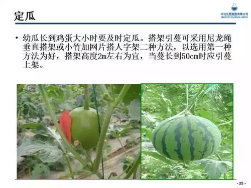 西瓜种植，夏日清凉的秘诀——揭秘高效种植技术与经验