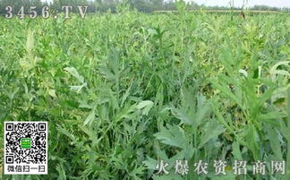 防风种植攻略：揭秘高效防风林培育技术