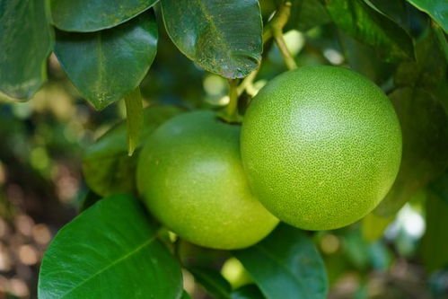 《揭秘柚子种植奥秘：高效技术助力产业升级（附视频教程）》