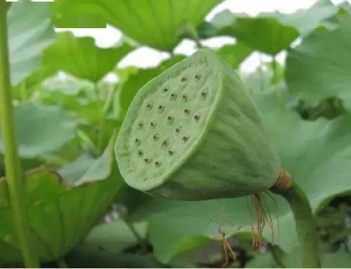 《莲蓬种植：揭秘高效生态农业的秘密武器》