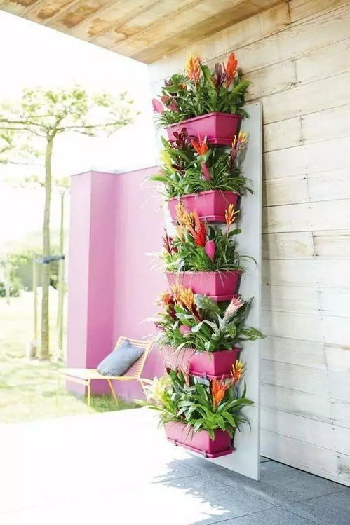 《大盆花菜种植攻略：如何培育出高品质的“蔬菜皇后”》