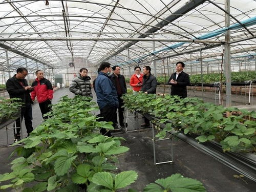 草莓大棚种植技术指导：揭秘高效益的秘密武器