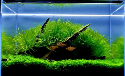 水草种植秘籍：揭秘水族生态缸中的绿色生机