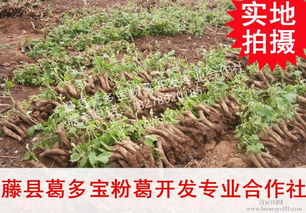 葛根苗种植技术解析：揭秘高效益的绿色致富之道