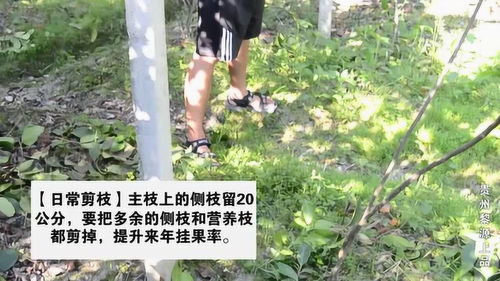 黑老虎种植：揭秘高效管理技术，助您轻松实现丰产增收