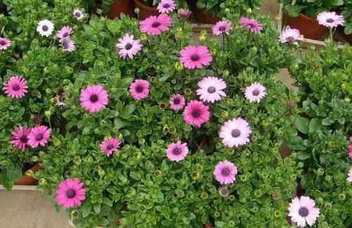 揭秘花卉种植奥秘：如何让您的花园绽放自然之美