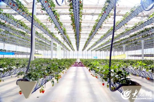大棚立体种植技术：开启农业高效益新纪元？