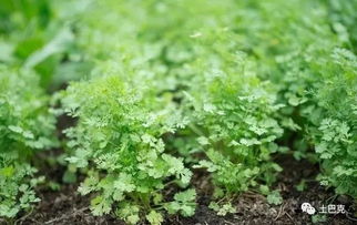 揭秘香菜高产种植秘籍：如何轻松实现亩产千斤？