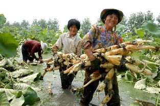 莲藕种植新篇章：揭秘高效莲藕种植技术视频，助力农业现代化