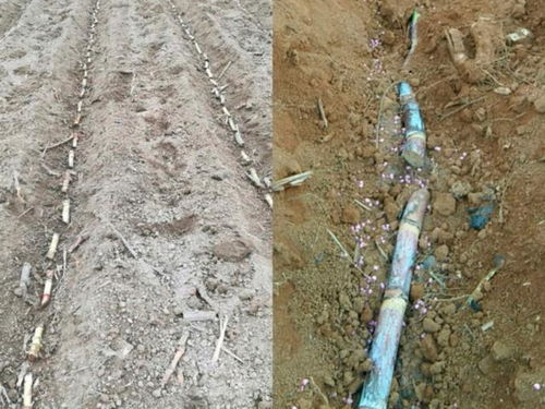 揭秘甘蔗种植黄金法则：如何打造高产高效田？