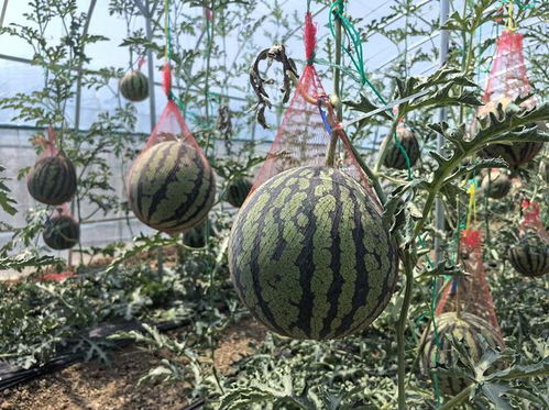 麒麟果种植技术揭秘：如何打造绿色财富？