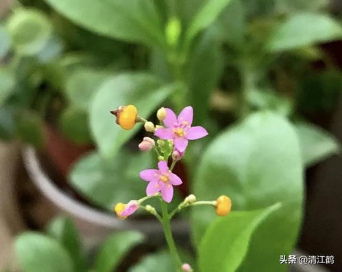 揭秘土人参种植：掌握这些技术，轻松收获健康财富！
