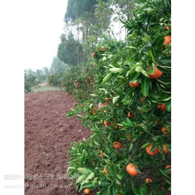 大雅柑种植技术解析：揭秘高效高产的秘密武器