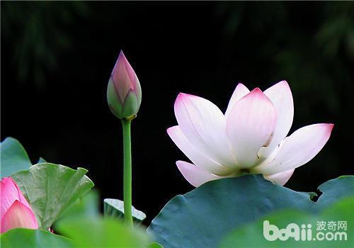 荷花种植技巧揭秘：如何让您的荷塘盛放如画