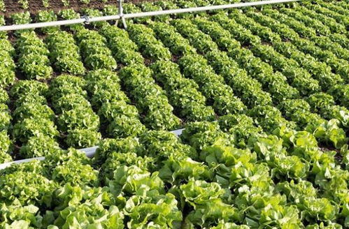 揭秘奶油生菜种植奥秘：高效技术助力丰收季