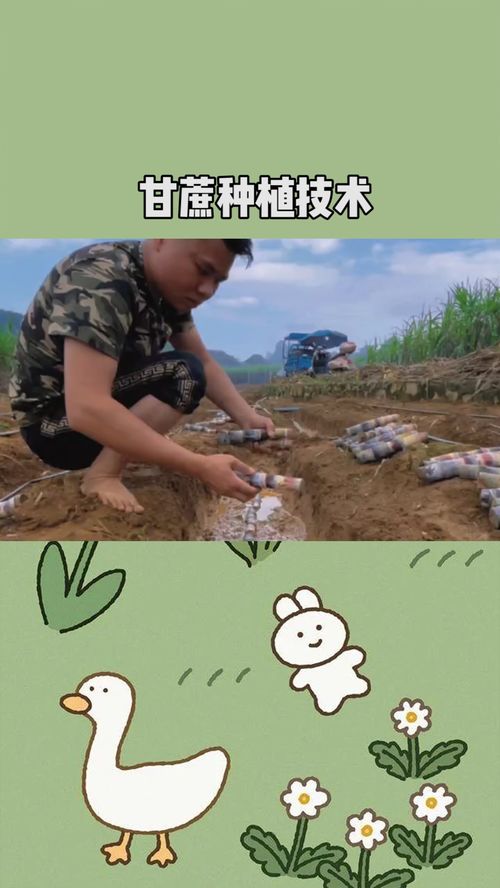 《揭秘甘蔗育苗种植秘籍：如何高效培育优质甘蔗苗？》