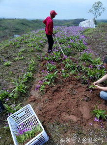 白芨种植：揭秘亩收益背后的秘密