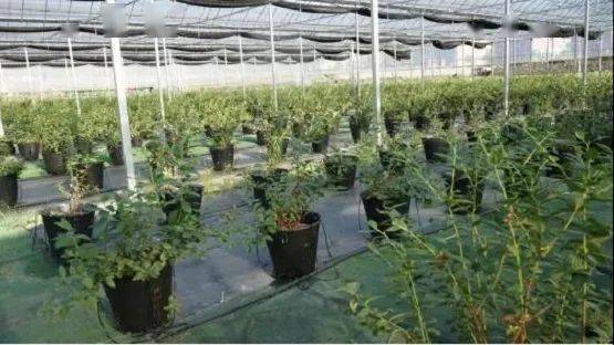 《揭秘大棚蓝莓种植秘籍：高效益背后的科学之道》