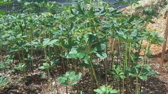室内养花新宠——重楼种植秘籍大揭秘！