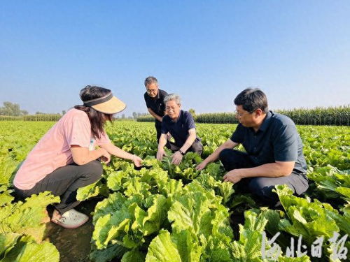 白菜种植攻略：如何培育出优质高产的大白菜？