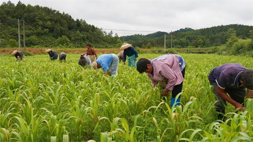 揭秘高粱种植奥秘：技术与管理的双剑合璧