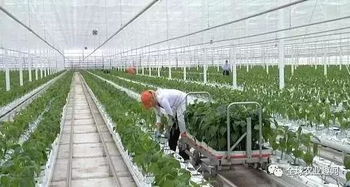揭秘高效种植养殖技术：如何实现农业绿色可持续发展？