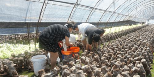 农业新篇章——揭秘食用菌种植技术，开启高效益模式