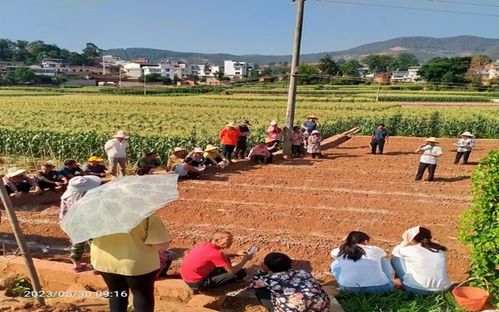 玉米种植后期关键技术揭秘：如何提高产量与品质？