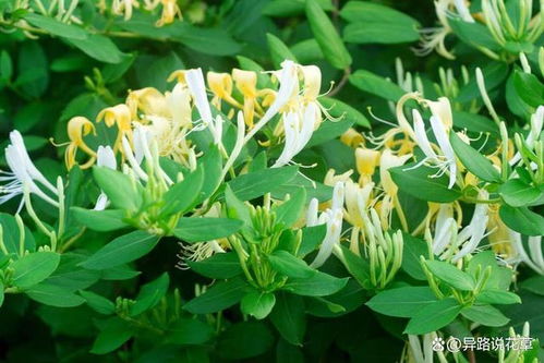揭秘金银花种植技术：如何打造高效益的绿色财富？