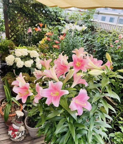 百合种植，绿色养生新风尚——揭秘食用百合的种植技术