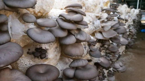 东北蘑菇种植技术揭秘：如何打造高产量、高品质的“菌中珍品”？
