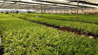 白芨苗种植技术揭秘：如何培育优质中药材？