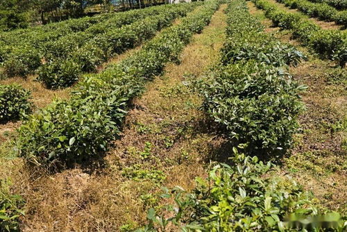 探秘茶叶种植新篇章：如何提升茶叶品质与产量？