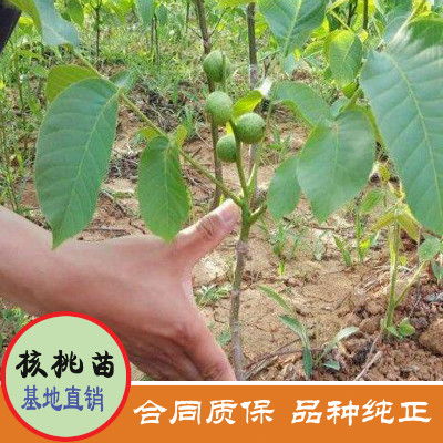 核桃种植：揭秘高效种植技术全过程