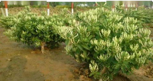 树形金银花种植技术揭秘：如何打造高效益的生态农业新宠？
