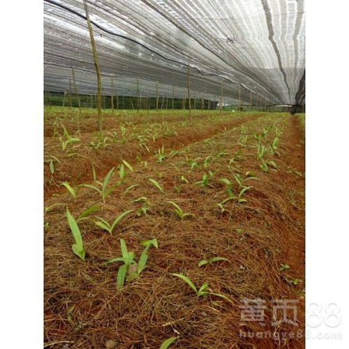 揭秘白芨高效种植：技术培训助力产业升级