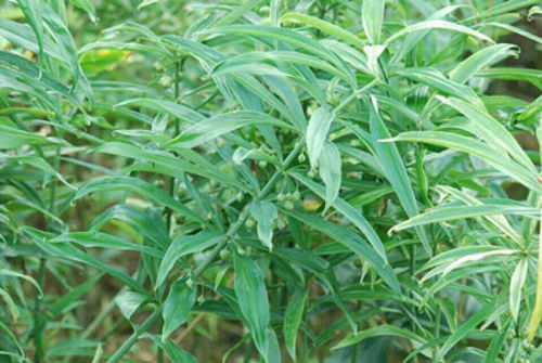 黄精价格飙升，揭秘高效种植技术助力产业升级