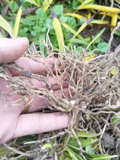 三叉白芨种植技术揭秘：揭秘三叉白芨的种植密码，助力产业升级