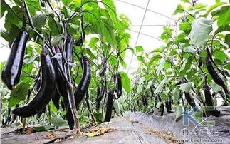 揭秘大棚种植茄子，如何实现高产高效？