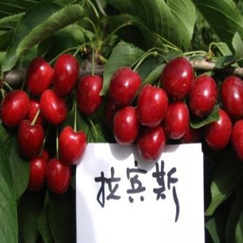 揭秘盆栽樱桃苗种植秘籍：培育美味果实，你准备好了吗？