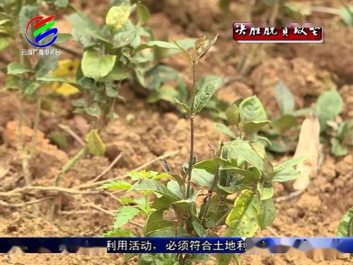 《巴戟种植技术揭秘：如何实现高效益与生态平衡？》