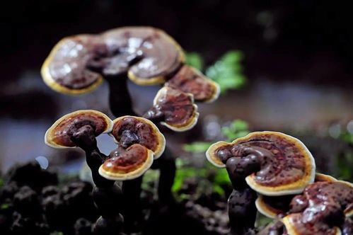 灵芝种植新纪元：揭秘现代灵芝种植技术的革新与突破