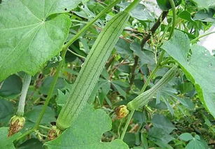 早春大棚丝瓜种植攻略：揭秘高效丰收的秘密